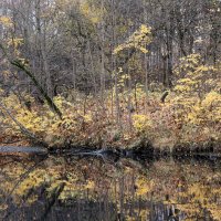 Последние листья на реке Охта :: skijumper Иванов