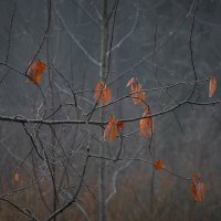 **** :: Елизавета .