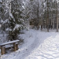 После снегопада :: Сергей Ц