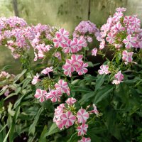 "Ситцевые" флоксы. :: Ирина ***