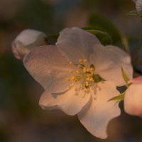 Весенний лучик уходящего дня... :: Арсений 