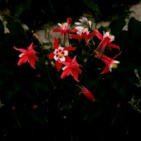 Пляски аквилегии в ночи :: Евгений 