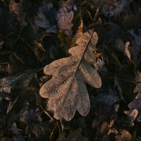 Капли на дубовом листе :: Анастасия Ильина Капли на дубовом листе :: Анастасия Ильина