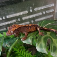 Малыш геккон бананоед :: Ален Янн