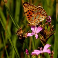 опять про бабочек...58 :: Александр Прокудин опять про бабочек...58 :: Александр Прокудин