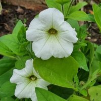 Сестрички :: Наталья 