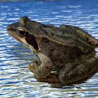 Царевна лягушка :: Ален Янн