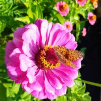 Бабочка и циния :: Ален Янн