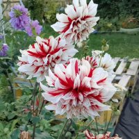 Мои георгины :: Ален Янн