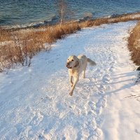 А навстречу приветливый пёс... :: Ирина *