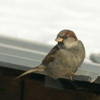 воробей... :: Андрей Катков