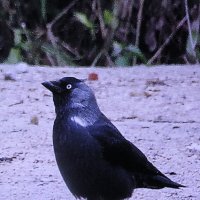 Галка гуляет :: Людмила Смородинская Галка гуляет :: Людмила Смородинская