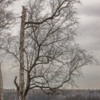 У озера :: Michel 