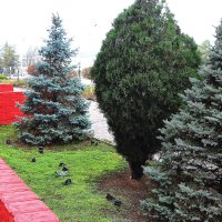 Ёлочки :: Юрий Гайворонскiий Ёлочки :: Юрий Гайворонскiий