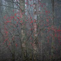 **** :: Елизавета .