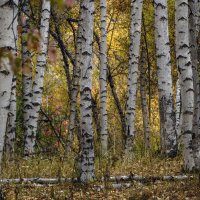 "А мне б в березовые рощи, С бетонных вырваться оков..."  Н.Рубцов :: LudMila 