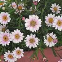 Это было летом :: Елена Семигина