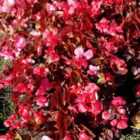 Цветы. :: Владимир Драгунский