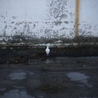 Морозное утро.Голубь :: Сергей Морозное утро.Голубь :: Сергей