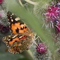 Бабочка :: ZNatasha - Бабочка :: ZNatasha -