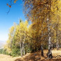 Осенний марафон :: Алексей Большаков