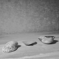 Ракушки :: М С