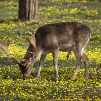 Олень. :: Александр 