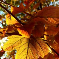 Золото листвы :: Tina Kott