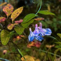 Лесные цветы :: Владимир Башко