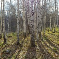 Как же хорошо в березовом лесу :: Нина северянка