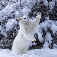 Первый снег. Играем в снежки. :: Сергей Ц