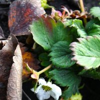 Ягодный ноябрь. :: Жанна 