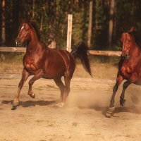 Миттельшпиль и Ланграф Браун :: Кристина Щукина