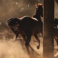 Миттельшпиль и Ланграф Браун :: Кристина Щукина