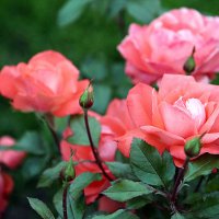 они на радость нам даны :: Олег Лукьянов