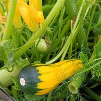 Удивительный кабачок. :: Ирина ***