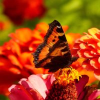 опять про бабочек...61 :: Александр Прокудин опять про бабочек...61 :: Александр Прокудин