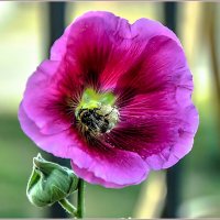 Про лето и цветы :: Aquarius - Сергей Про лето и цветы :: Aquarius - Сергей