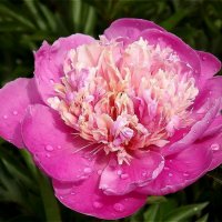 Летнее утро! :: Нина Андронова