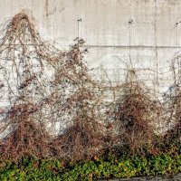 Девичий виноград :: Veera V