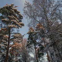 Макушки деревьев утром :: Сергей Цветков