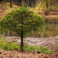 Деревце :: Валерий Пославский Деревце :: Валерий Пославский