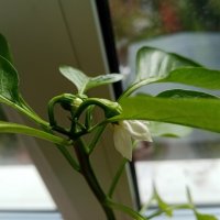 Цветы. :: Владимир Драгунский