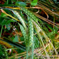 Ячмень в колосках. :: nadyasilyuk Вознюк