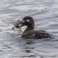 турпан. :: юрий макаров турпан. :: юрий макаров