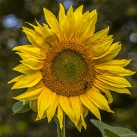 Вспомним лето. :: Петр Беляков