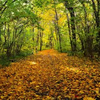 Новочебоксарск. Осенняя аллея Ельниковской рощи. :: Пётр Чернега Новочебоксарск. Осенняя аллея Ельниковской рощи. :: Пётр Чернега