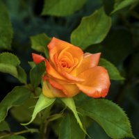 Оранжевая  Флорибунда :: Валентин Семчишин