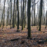 В ноябрьском лесу... :: Андрей Заломленков