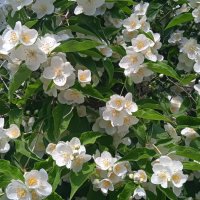 июнь :: Елена Шаламова июнь :: Елена Шаламова